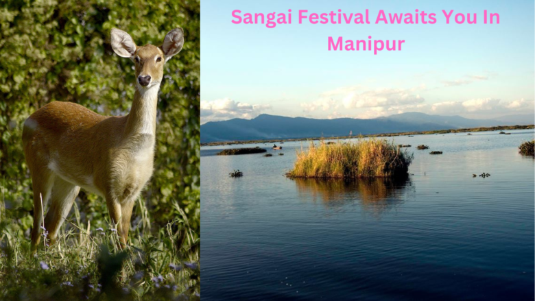 Sangai Festival Awaits You In Manipur